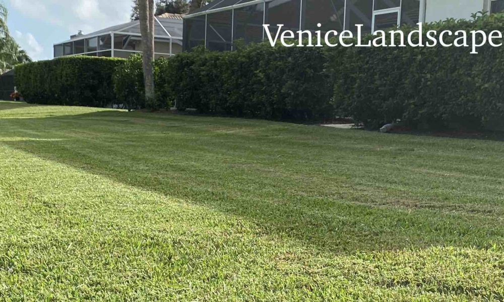 Lawn Care Venice FL – mowing